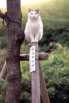動物画像を貼って運動会開催するトピ