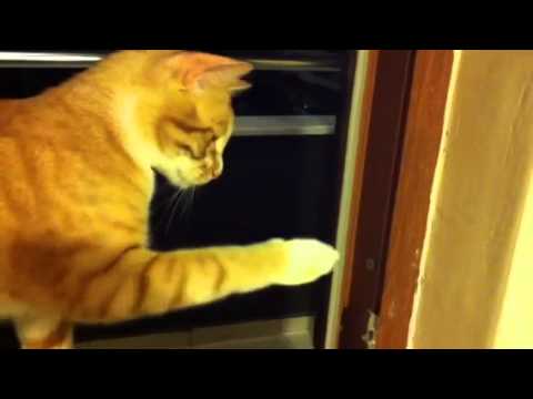 カメムシの悪臭に吐き気を催す猫 - YouTube