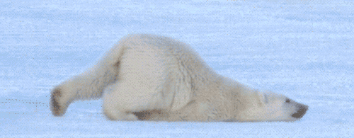 動物画像を貼って運動会開催するトピ