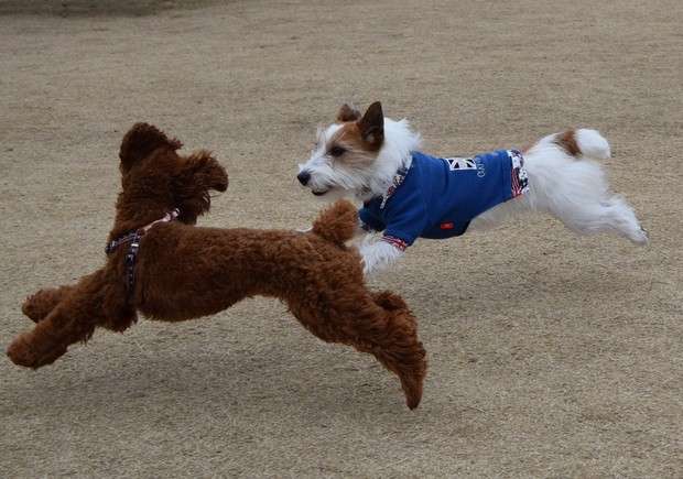 動物画像を貼って運動会開催するトピ