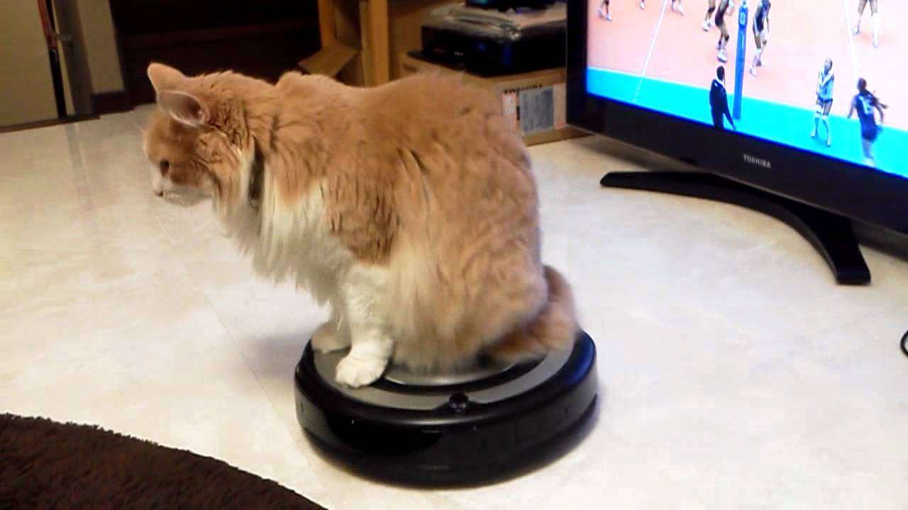 ルンバに乗るネコ　Cat riding ROOMBA - YouTube