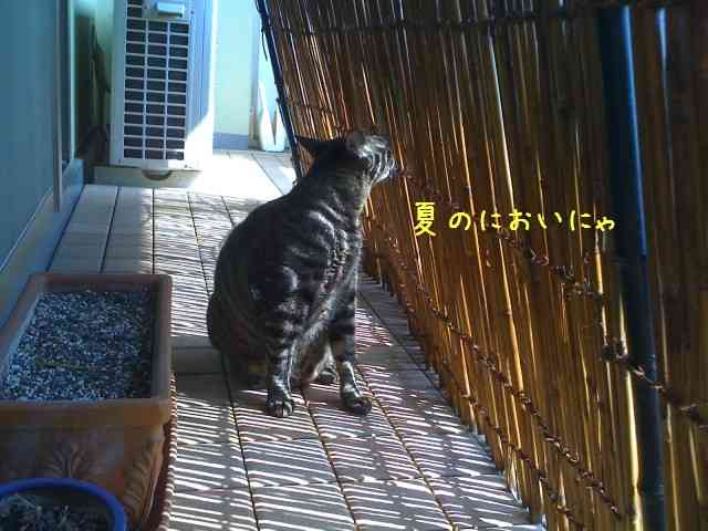 日本の夏を感じさせる画像