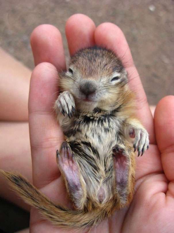 【画像】リスの画像が集まるトピ【動物】