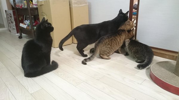 掃除機が怖いけど気になるネコたちが可愛いと話題にｗ