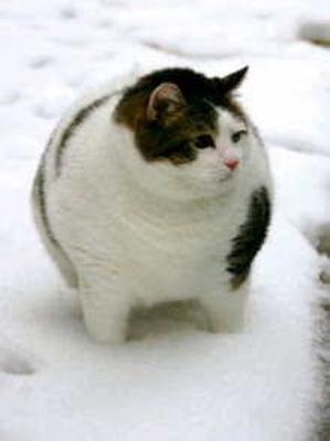 ペットを飼ったらつけたい名前は?