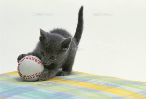 動物画像を貼って運動会開催するトピ
