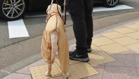 盲導犬「汚れる」と乗車拒否…運輸局、タクシー会社処分 