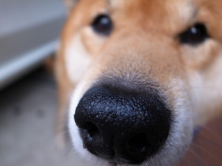 鼻の整形したことある人