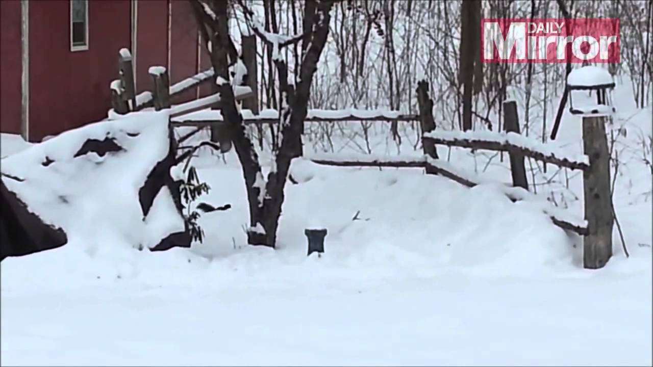 Watch squirrel drunk on fermented apples staggering home in the snow - YouTube
