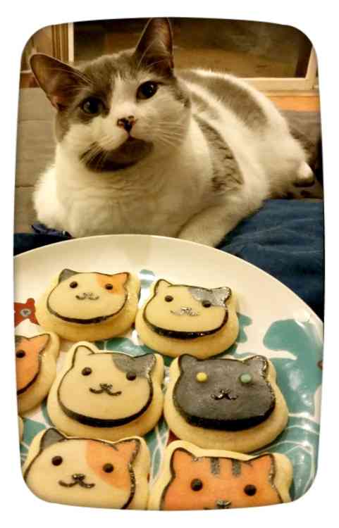 ガルちゃん猫カフェ☆３号店オープンしました♪ 