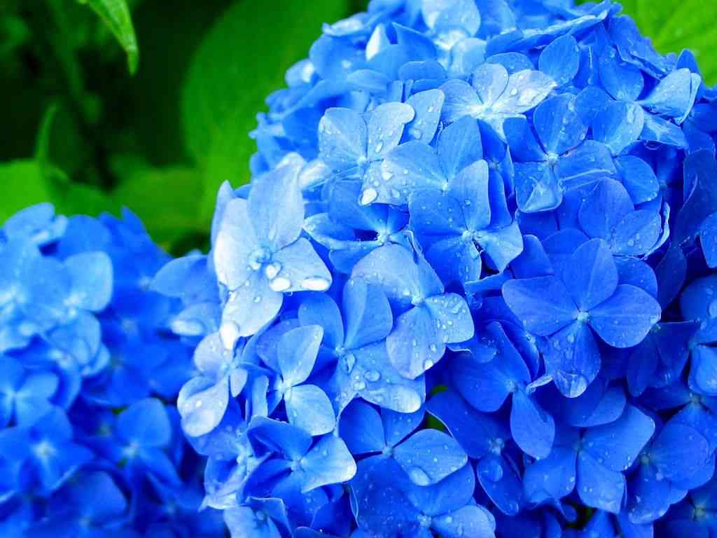大学生「いつも傘を盗まれるので中にゴキブリを仕込んだら盗人に逆切れされた」