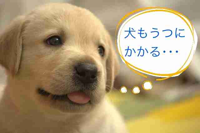 犬、猫の鬱病について。