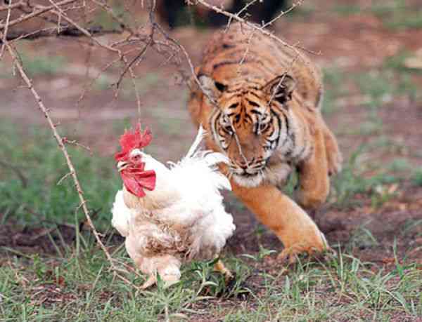 動物画像を貼って運動会開催するトピ