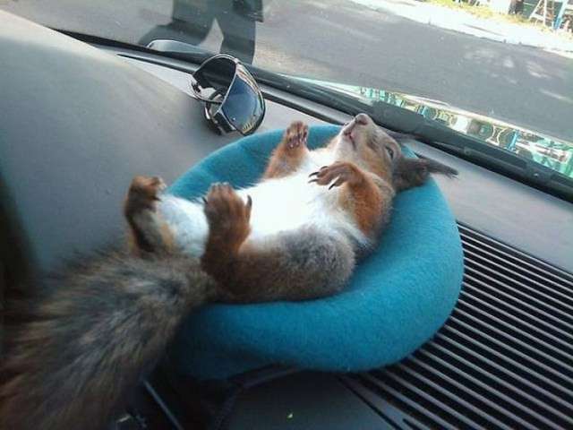 【画像】リスの画像が集まるトピ【動物】