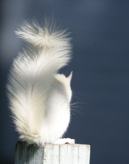 【画像】リスの画像が集まるトピ【動物】