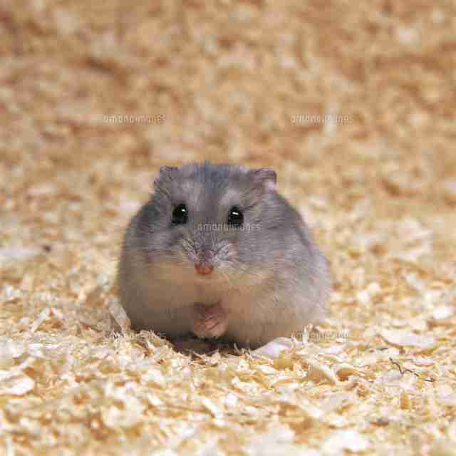 ペットを飼ったらつけたい名前は?