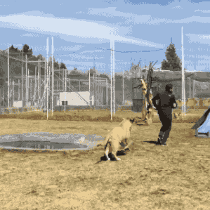 面白い動物画像を貼って個性の強そうな動物園を開園しましょう