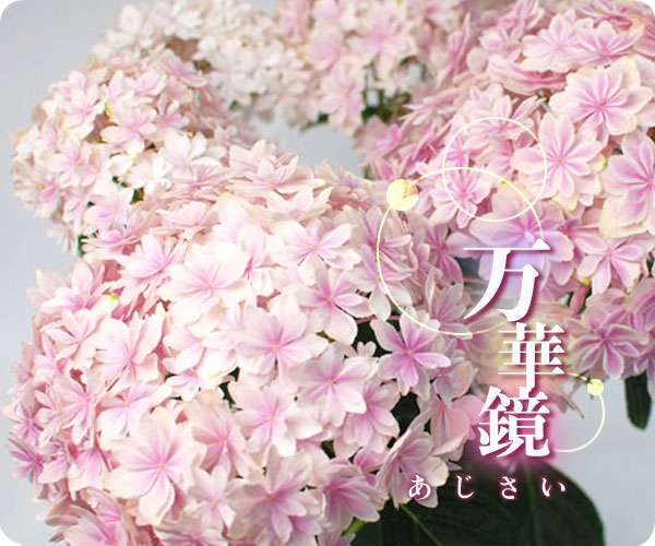 アジサイの画像を貼るトピ