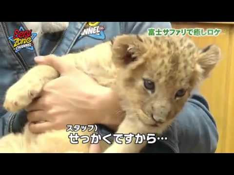 Sexy Zonechannel 富士サファリパーク4/4 - YouTube