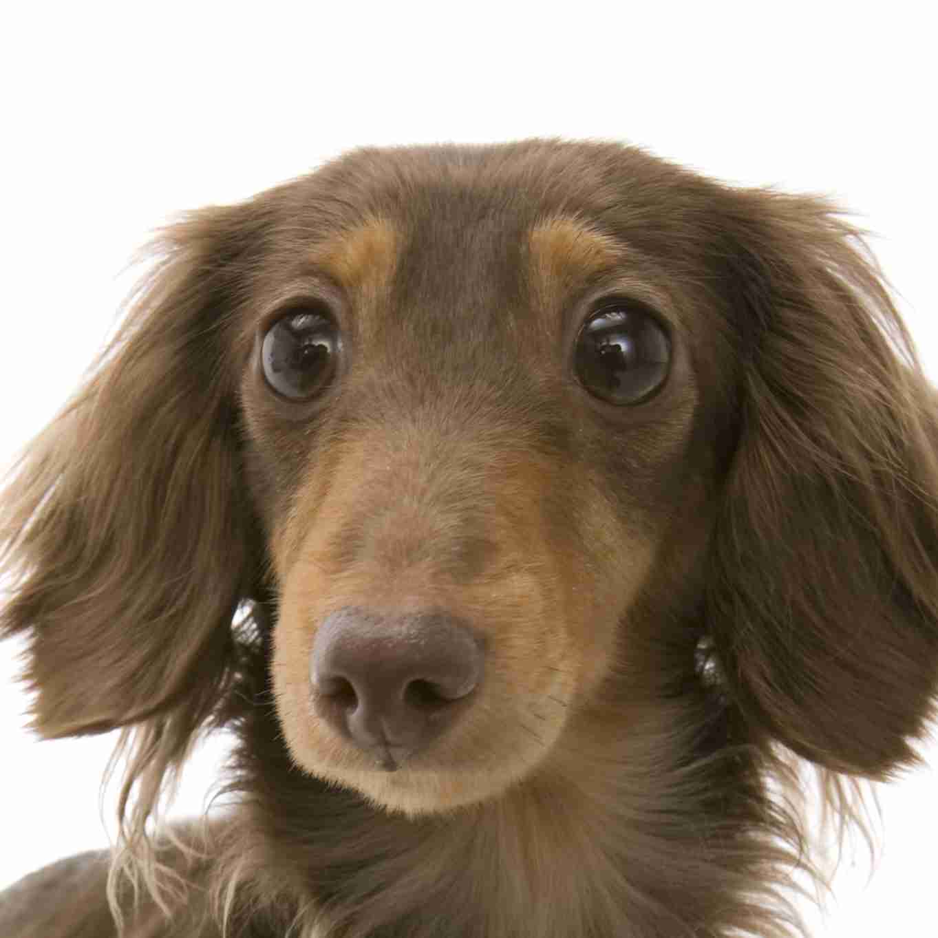 ミニチュアダックスフンド飼ってる人～!