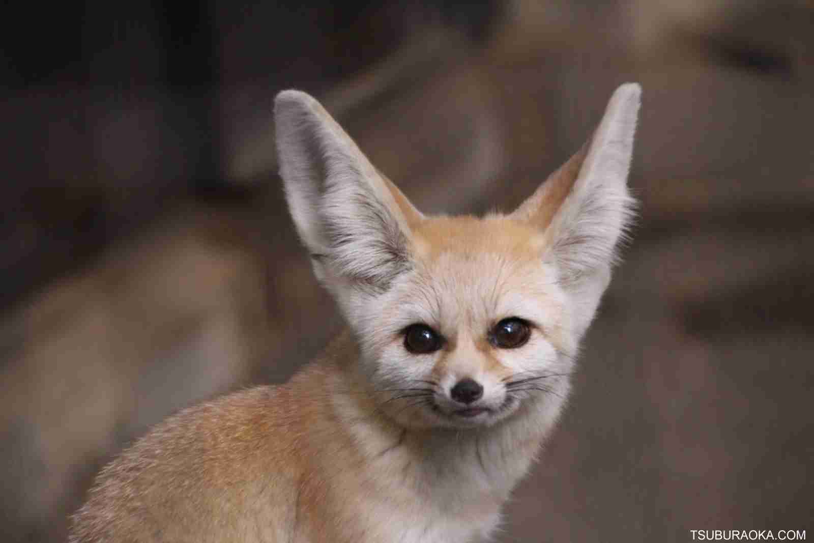 芸能人・有名人に似た動物