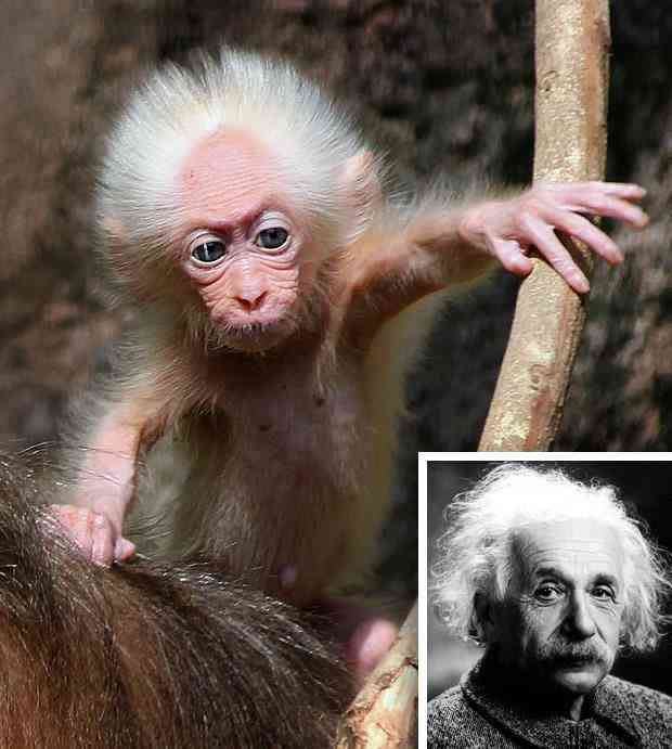 芸能人・有名人に似た動物