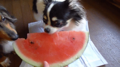 ミニチュアダックスフンド飼ってる人～!