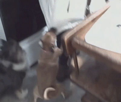 飼い主に外に出て欲しくない犬たち| ANIMALive