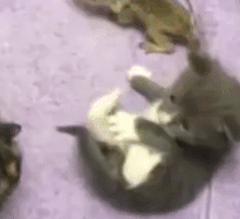 【画像】リスの画像が集まるトピ【動物】
