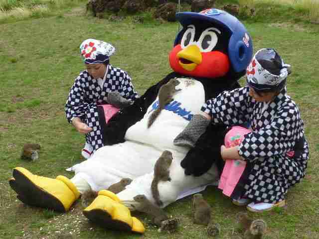 【画像】リスの画像が集まるトピ【動物】