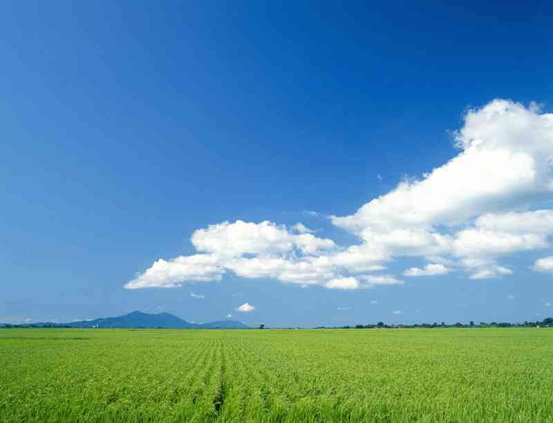 日本の夏を感じさせる画像
