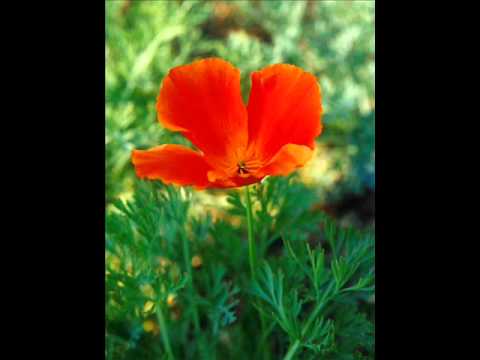 Let  It  Go　THE ALFEE - YouTube