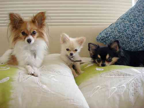 ペットの抜け毛対策