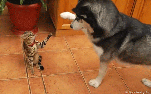 動物画像を貼って運動会開催するトピ
