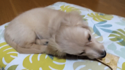 ミニチュアダックスフンド飼ってる人～!