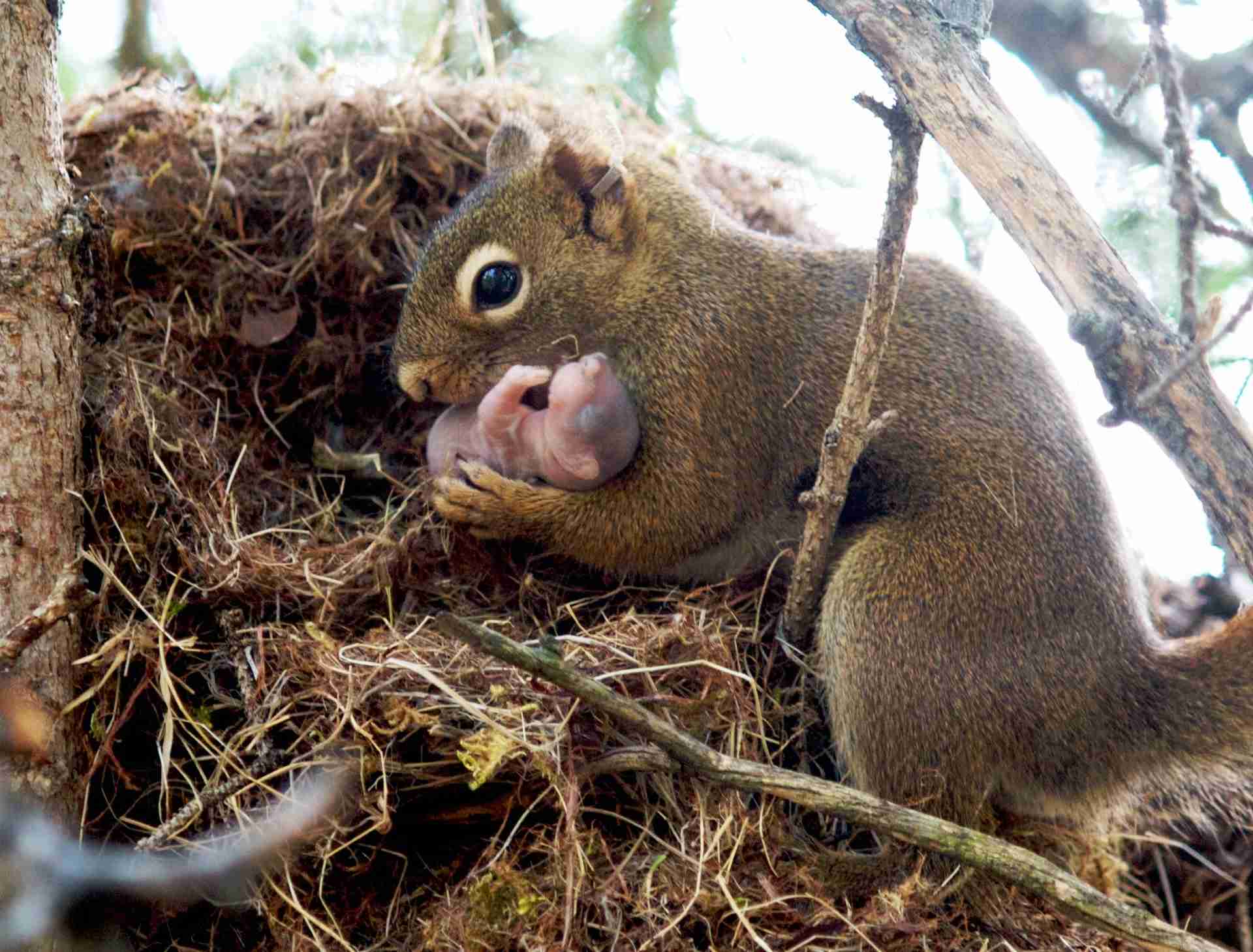 【画像】リスの画像が集まるトピ【動物】