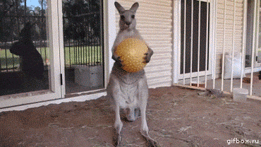 動物画像を貼って運動会開催するトピ