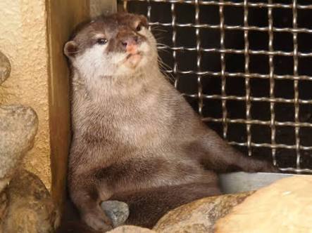 芸能人・有名人に似た動物