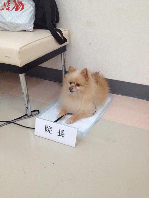 脂肪溶解注射