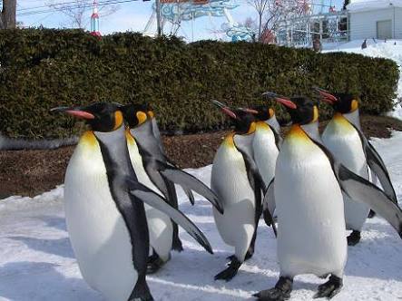 動物画像を貼って運動会開催するトピ