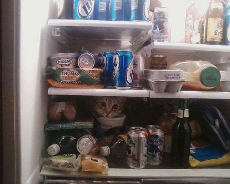【画像】はまりまくる動物たち