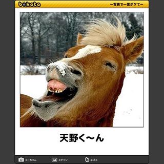 動物のボケて貼って下さい