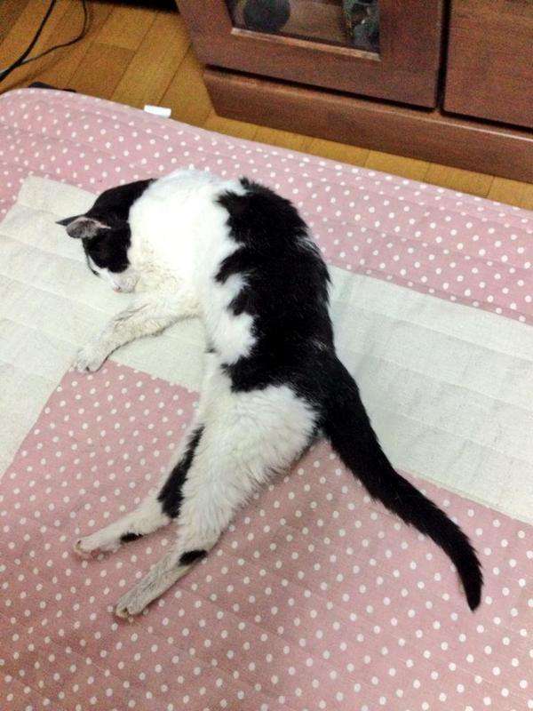 【画像】めずらしい色・模様の動物画像を集めましょう