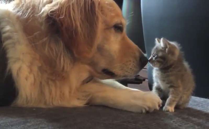 犬と猫どちらも好きな人が集まるトピ♡