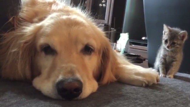 新入りの子猫が家にやってきた…先住犬ゴールデンレトリバーの反応は！？ | ANIMALive