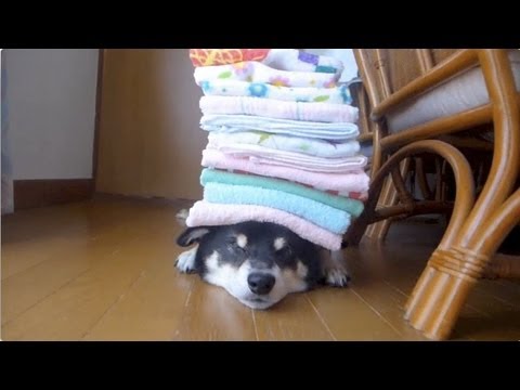 柴犬 黒柴クロ 頭の上にタオルを乗せます Shiba Inu Kuro How Many Towels Will Ride? - YouTube
