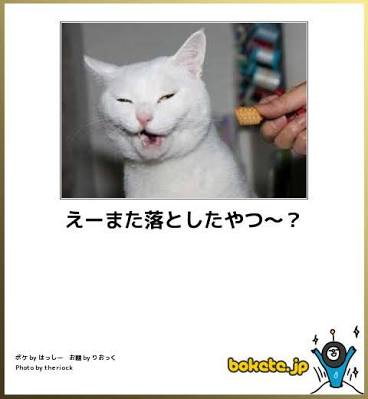 動物のボケて貼って下さい