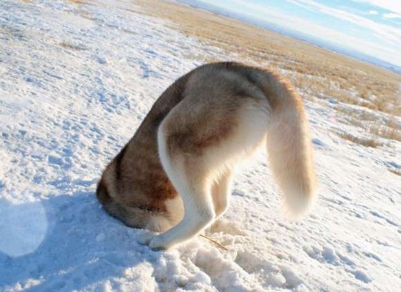 【画像】はまりまくる動物たち