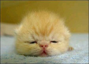 猫の可愛い画像下さい