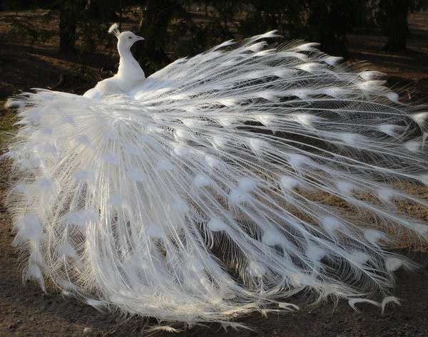 【画像】めずらしい色・模様の動物画像を集めましょう